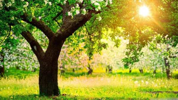 Spring Scenery Wallpaper स्क्रीनशॉट 7