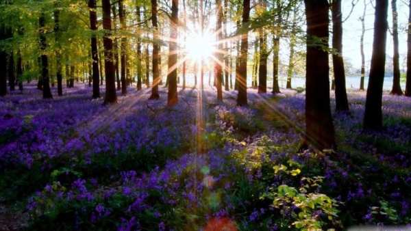 Spring Scenery Wallpaper स्क्रीनशॉट 3