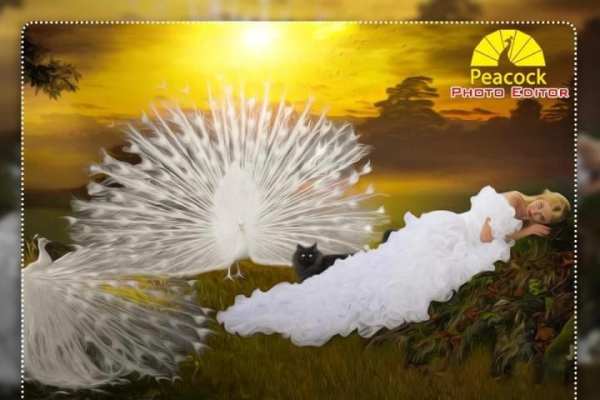 Peacock Photo Editor : Photo Frame screenshot 6
