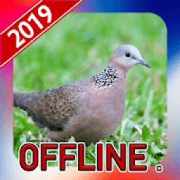 Suara Burung Tekukur Pikat Offline icon