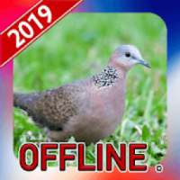 Suara Burung Tekukur Pikat Offline on 9Apps