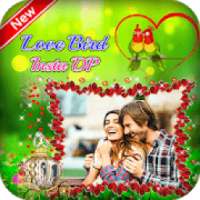 Love Bird Insta DP on 9Apps