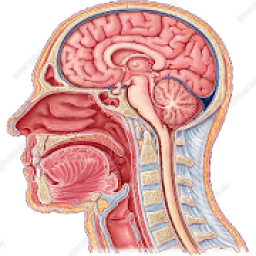 ikon CT Scan Cross Sectional Anatomy for Imaging Pros