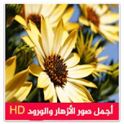صور باقات زهور 1.0