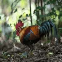 Ayam Hutan