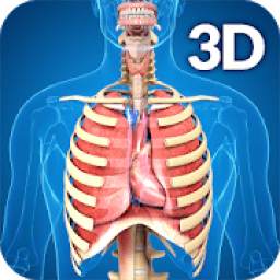 Respiratory System Anatomy