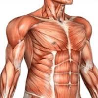 Anatomy Mnemonics on 9Apps