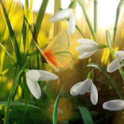 Spring Live Wallpaper आइकन