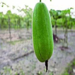 চাল কুমড়ার উপকারিতা এবং পুষ্টিগুণ أيقونة