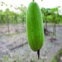 চাল কুমড়ার উপকারিতা এবং পুষ্টিগুণ on 9Apps