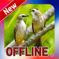 Suara Burung Trucukan Pikat Offline on 9Apps
