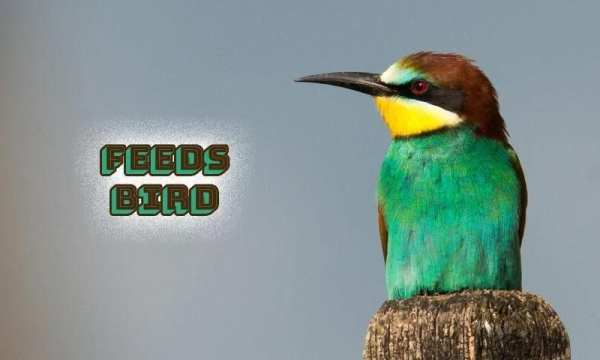 Feeds Bird स्क्रीनशॉट 3