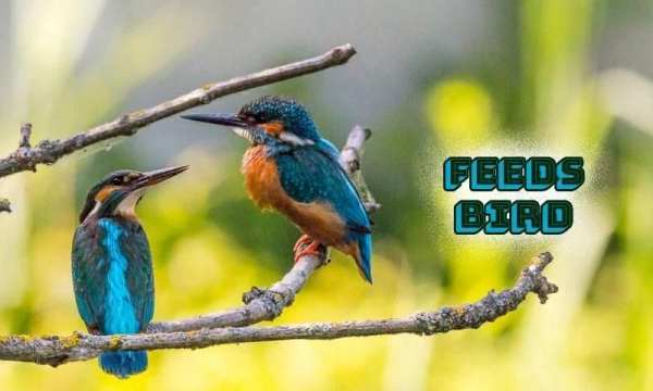 Feeds Bird स्क्रीनशॉट 4