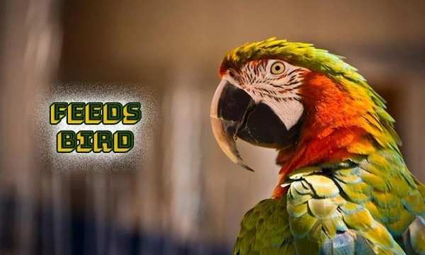 Feeds Bird स्क्रीनशॉट 5