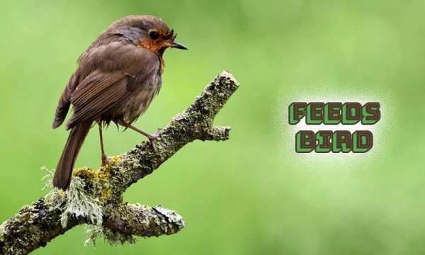 Feeds Bird स्क्रीनशॉट 2