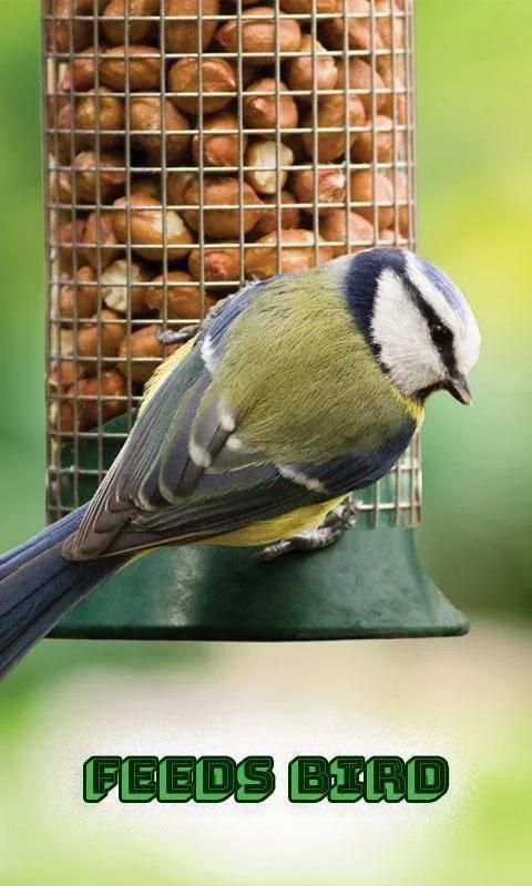 Feeds Bird स्क्रीनशॉट 1