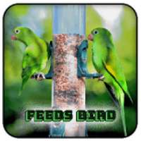 Feeds Bird
