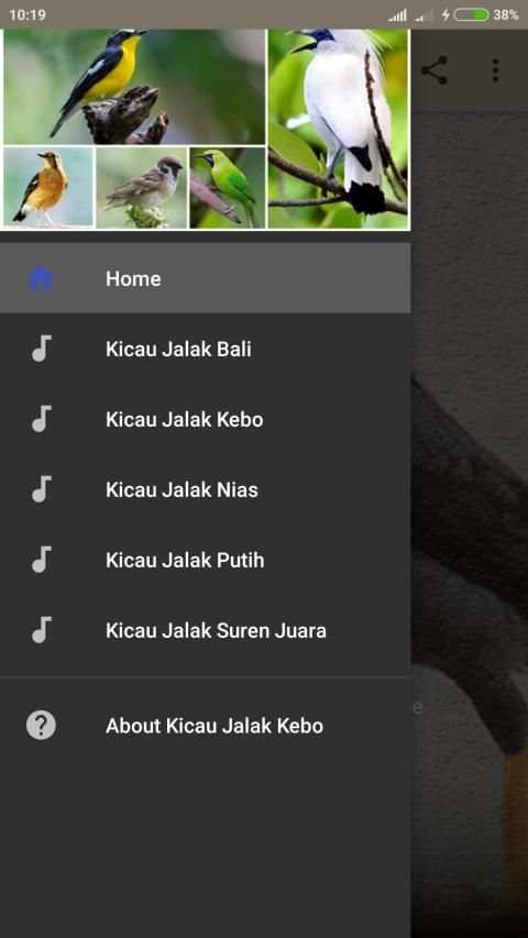 Suara Burung Jalak Kebo Gacor screenshot 5