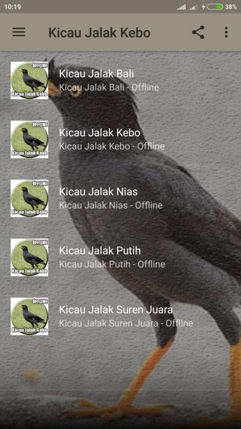 Suara Burung Jalak Kebo Gacor screenshot 4