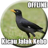 Suara Burung Jalak Kebo Gacor