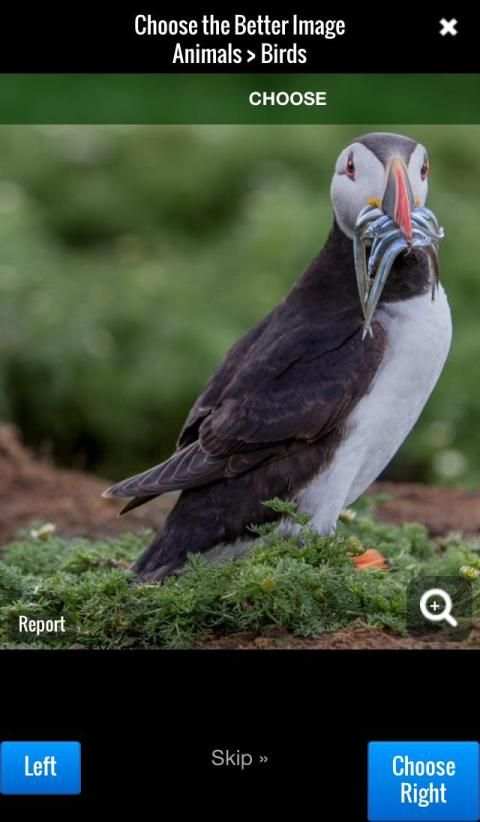 Pixoto - Photo Rankings स्क्रीनशॉट 5