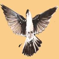 Suara Walet Bisa Download