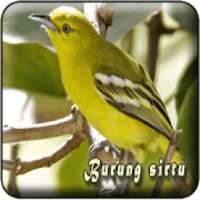 Suara Burung Sirtu Pikat MP3 Offline on 9Apps
