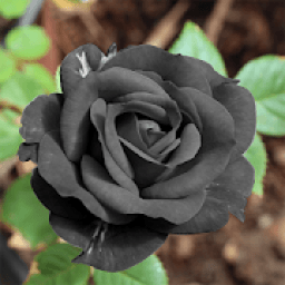 Black Rose HD Wallpaper आइकन
