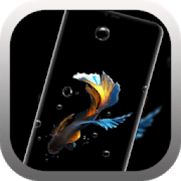 Betta Fish Live Wallpaper Free आइकन