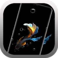 Betta Fish Live Wallpaper Free