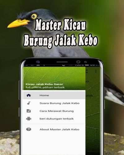 Masteran Jalak Kebo Offline screenshot 4