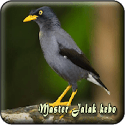 Masteran Jalak Kebo Offline icon