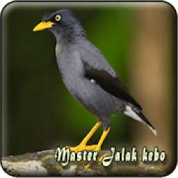 Master Jalak Kebo Gacor 1.0.0