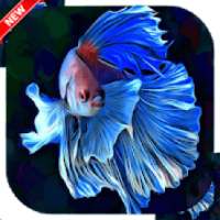 Betta Fish Wallpapers