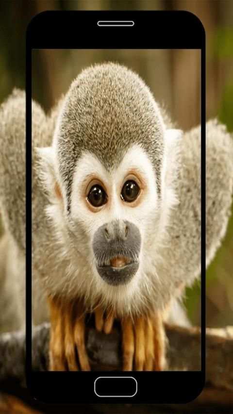 Monkey Wallpapers screenshot 7