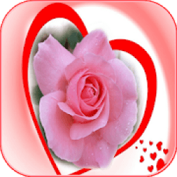Beautiful Romantic Flowers And Roses आइकन