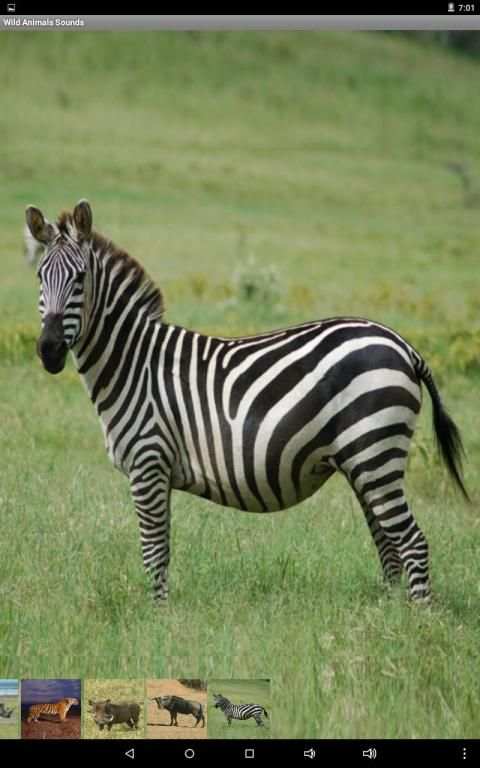 Wild Animals Sounds स्क्रीनशॉट 1