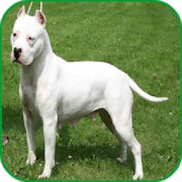 ikon Pitbull Images