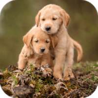 Labrador Puppies Live Wallpaper on 9Apps