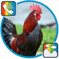 Rooster - RINGTONES and WALLPAPERS