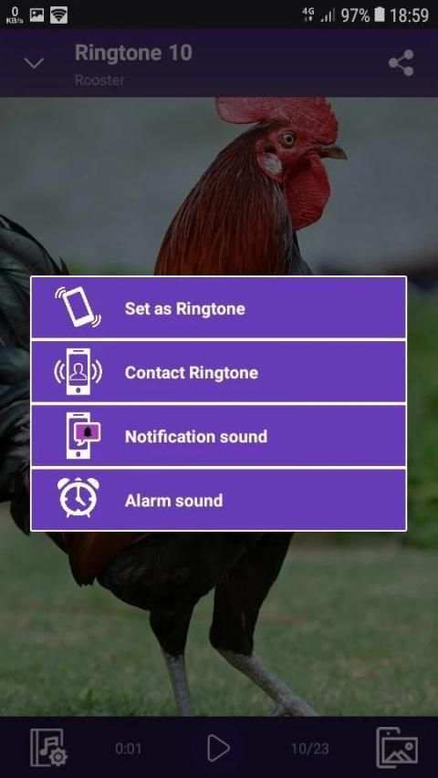 Rooster - RINGTONES and WALLPAPERS screenshot 1