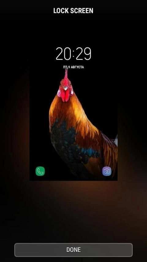 Rooster - RINGTONES and WALLPAPERS screenshot 2