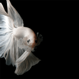 Animated Wallpapers: Best Animated Wallpapers icon