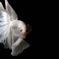 Animated Wallpapers: Best Animated Wallpapers on 9Apps