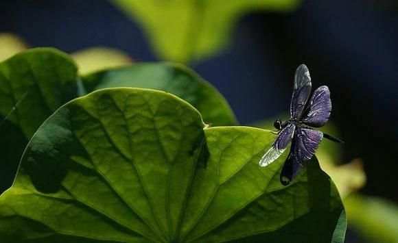 DSLR Camera - HD Camera * screenshot 1