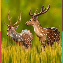 Wallpaper Hd आइकन