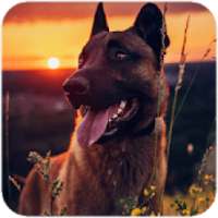 Malinois Wallpaper : Belgian Malinois 2020 on 9Apps