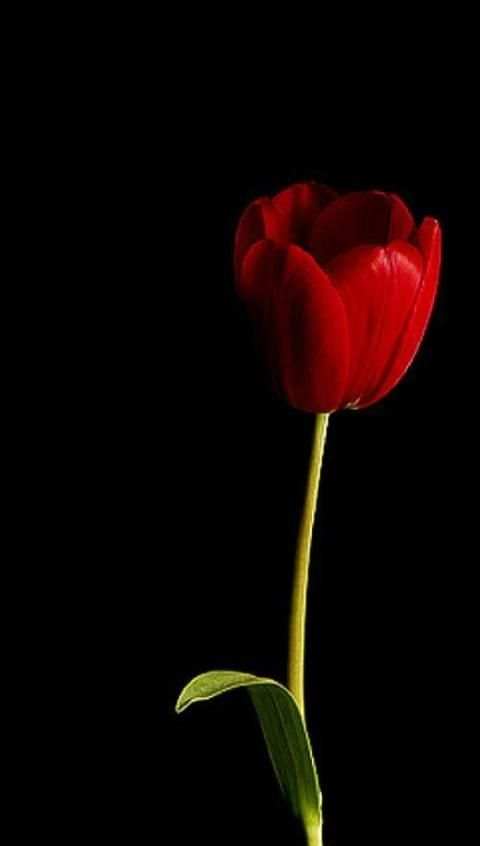 Red Roses Love GIF स्क्रीनशॉट 7