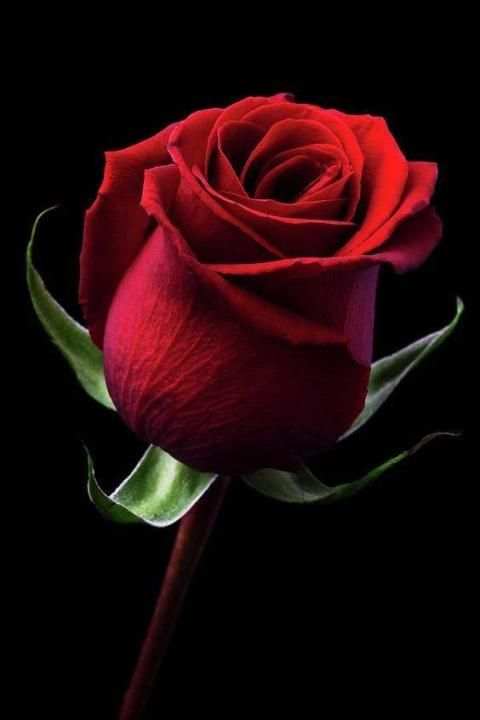 Red Roses Love GIF स्क्रीनशॉट 3