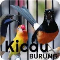 Kicau Burung Lengkap